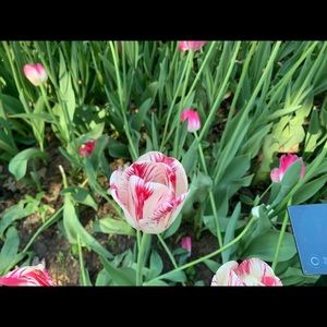 Meet your Posher, Elliot